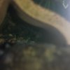 Akvarie
